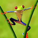 frog-digital-painting