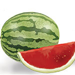 watermelon-digital-painting