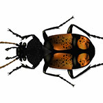 beetle-illustration